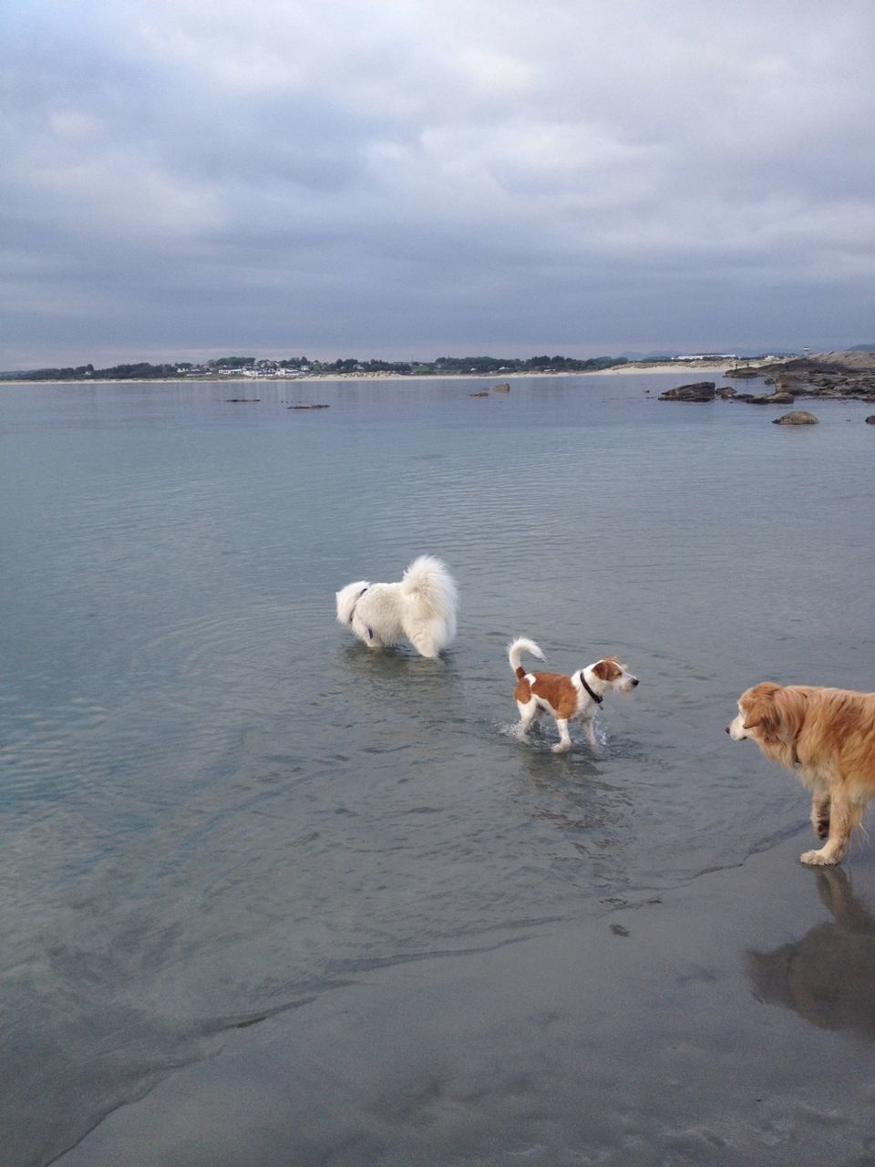 animal themes, water, domestic animals, sky, mammal, dog, cloud - sky, pets, sea, cloudy, nature, beach, bird, shore, medium group of animals, cloud, one animal, day, two animals