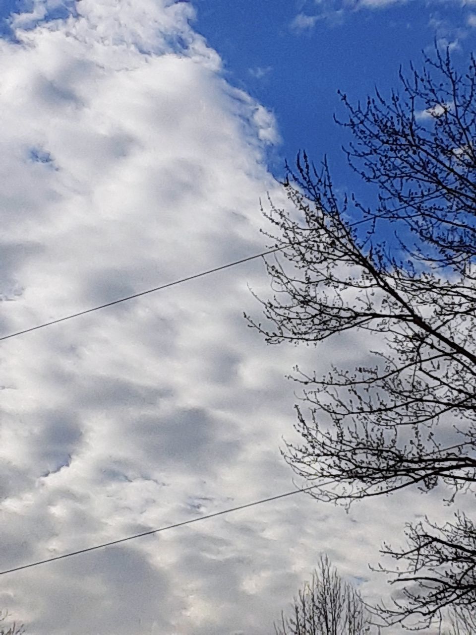 sky, cloud, tree, winter, low angle view, nature, snow, plant, no people, beauty in nature, cable, blue, day, branch, scenics - nature, outdoors, bare tree, freezing, tranquility, electricity, sunlight, silhouette, environment, tranquil scene, cold temperature, power line, frost