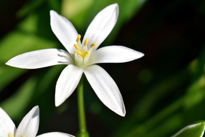 Close-up of white flowering plant