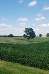 Scenic view of agricultural field against sky