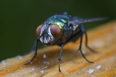 Close-up of housefly on wood