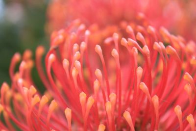 Close-up of flowers against blurred background