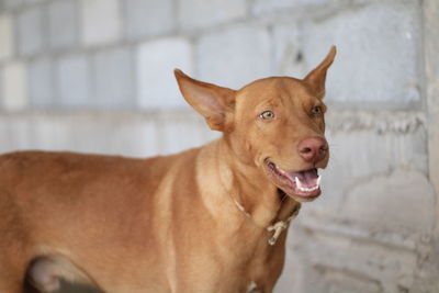 Close-up portrait of a dog