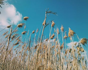 Close-up of wheat plants on field against clear sky