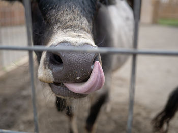 Close-up of a horse