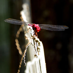 Close-up of damselfly on red leaf