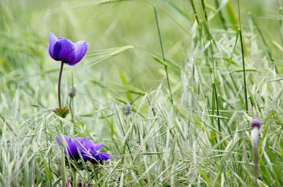 Close-up of purple crocus flowers on field