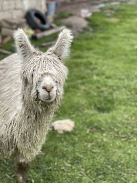 Llama standing on field