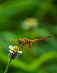 Close-up of insect on flower