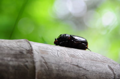 Close-up of insect on plant