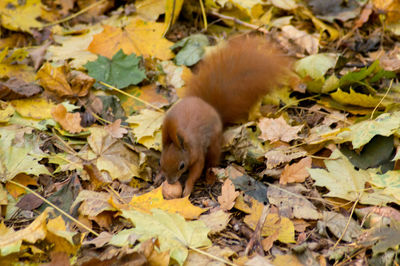 View of an animal on field