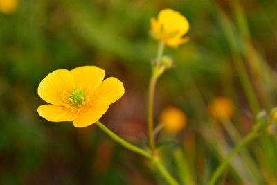 Close-up of yellow flowering plant