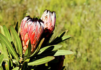 Close-up of butterfly on plant