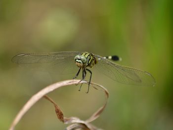 Close-up of dragonfly on twig