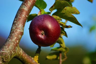 Close-up of cherries on tree