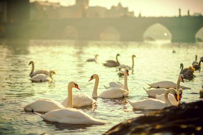 Swans swimming in lake