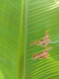 Close-up of green leaf with palm leaves