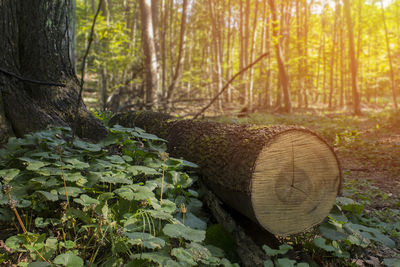 View of tree trunks in forest