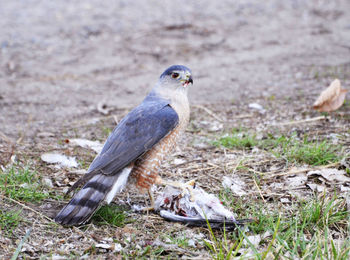 Pigeon on field