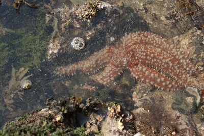High angle view of fish in sea