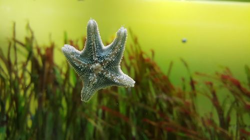 Close-up of starfish in aquarium