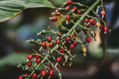 Close-up of berries growing on tree