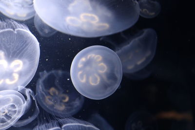 Close-up of jellyfish swimming in sea