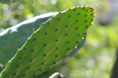 Close-up of cactus