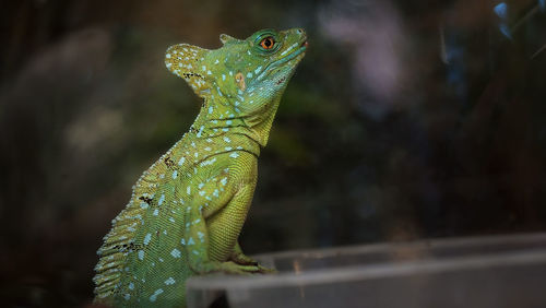 Close-up of lizard