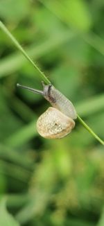 Close-up of snail on leaf