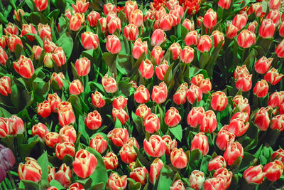 Full frame shot of red tulips