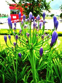 Close-up of purple flowering plants in field