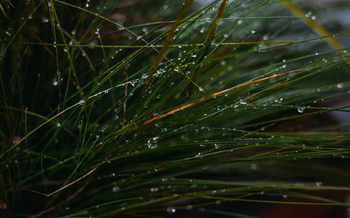Close-up of wet spider web on plant