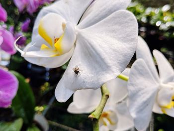 Close-up of white flowering plant