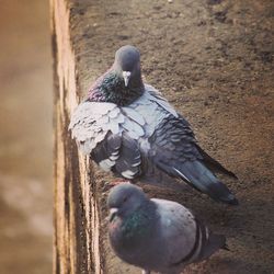 Close-up of birds