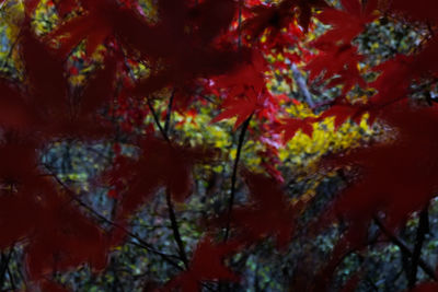 Full frame shot of trees in forest during autumn