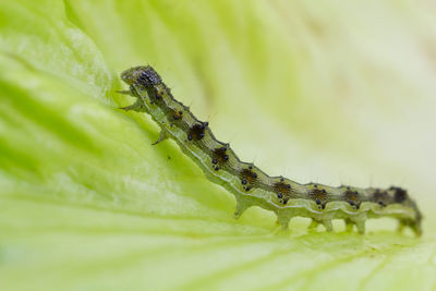 Close-up of insect on leaf