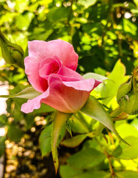 Close-up of pink flower