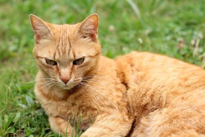 Close-up of cat on field