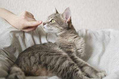 Cat lying on bed