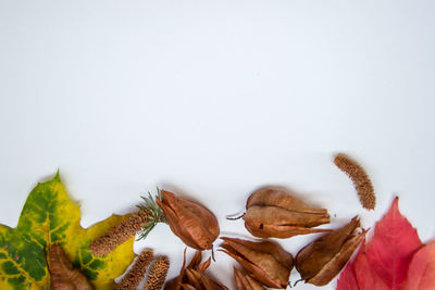 Close-up of dried leaves over white background