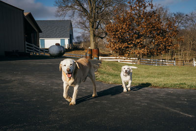 Dog on a road