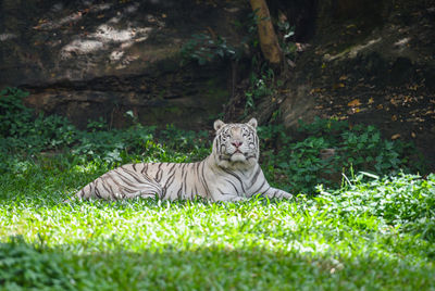 Cat resting on a field