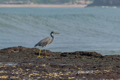 A grey heron or gray heron bird perching on the rocks of velneshwar beach in maharashtra, india.