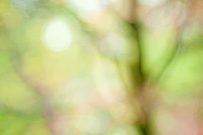 Close-up of plant against blurred background