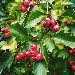 Close-up of berries growing on tree