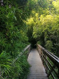 Footpath amidst trees in forest