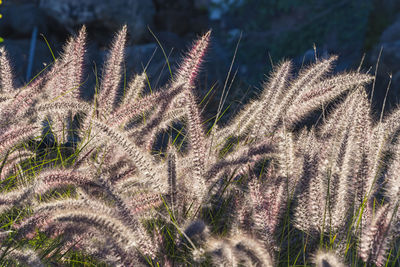 Close-up of succulent plant on field