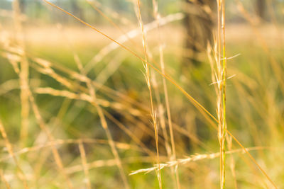 Close-up of wheat growing on field