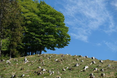 View of a tree on field against sky